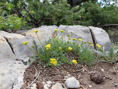 Cymopterus hallii