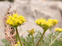 Cymopterus hallii