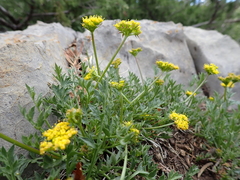 Cymopterus hallii
