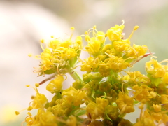 Cymopterus hallii