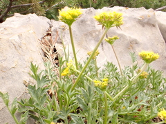 Cymopterus hallii