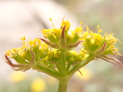 Cymopterus hallii