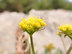 Cymopterus hallii