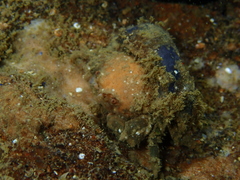 Stimdromia lateralis
