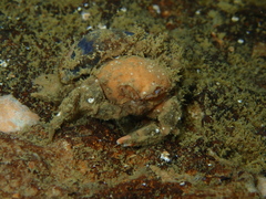 Stimdromia lateralis