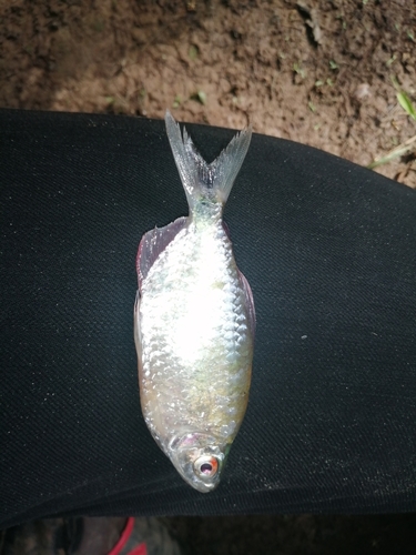 Long-fin Tetra