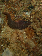 Aspasmogaster tasmaniensis