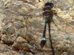 Macrothemis pseudimitans