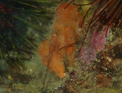 Alpheus villosus
