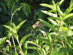 Phaethornis anthophilus