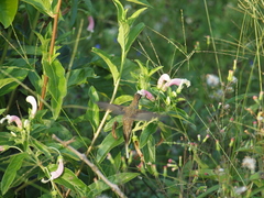 Phaethornis anthophilus