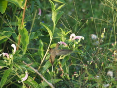 Phaethornis anthophilus