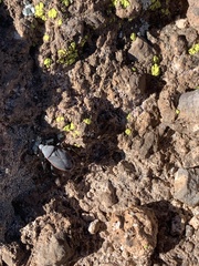 Largus semipunctatus