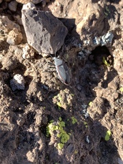 Largus semipunctatus