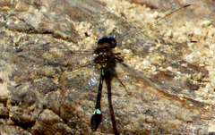 Macrothemis pseudimitans