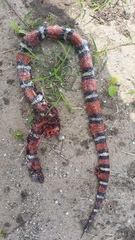 Lampropeltis annulata