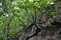 Agave arcedianoensis