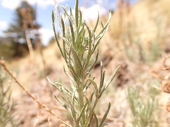 Artemisia carruthii