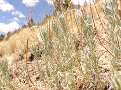Artemisia carruthii