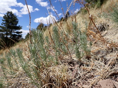 Artemisia carruthii