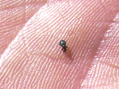 Omphalapion hookerorum