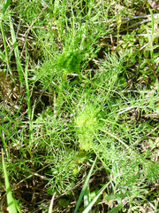 Rhopalomyia tripleurospermi