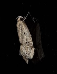 Mimobrachyoma meselectra