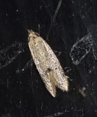 Mimobrachyoma meselectra