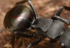 Polyrhachis phryne