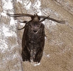 Pycnocera hypoxantha