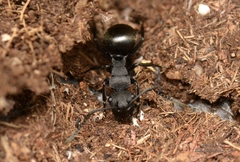 Polyrhachis phryne