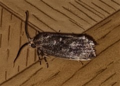 Pycnocera hypoxantha