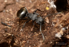 Polyrhachis phryne
