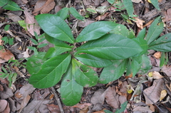 Aristolochia panamensis