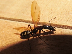 Camponotus mirabilis