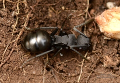 Polyrhachis phryne