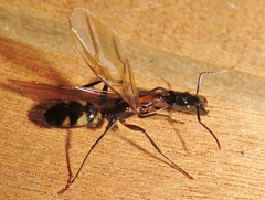 Camponotus mirabilis