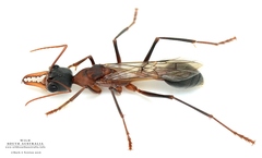 Myrmecia fuscipes