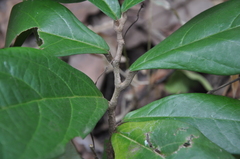 Aristolochia panamensis
