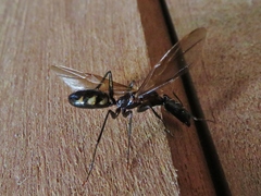 Camponotus mirabilis