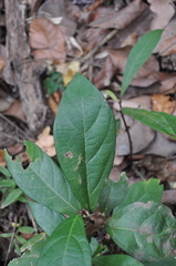 Aristolochia panamensis