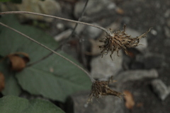 Psephellus hypoleucus