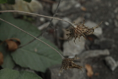 Psephellus hypoleucus