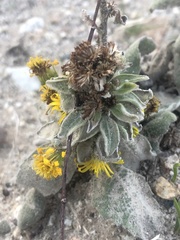 Heterotheca sessiliflora