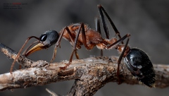 Myrmecia fuscipes