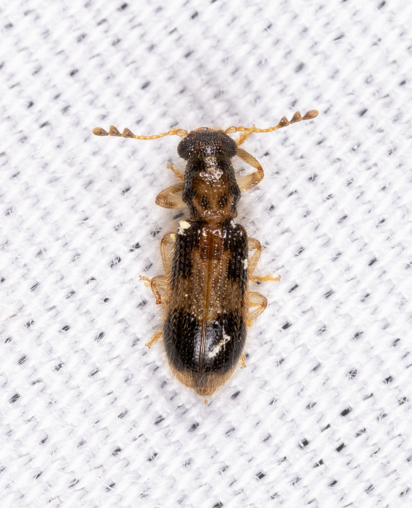 Cregya mixta