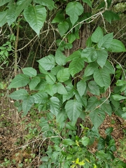 Toxicodendron radicans