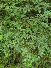 Ligustrum sinense