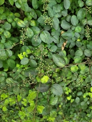 Ligustrum sinense