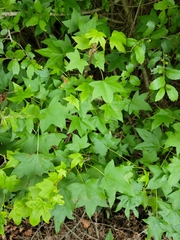 Liquidambar styraciflua